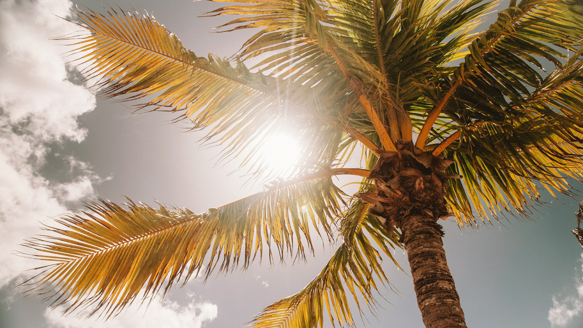 San Diego scaffold heat planning